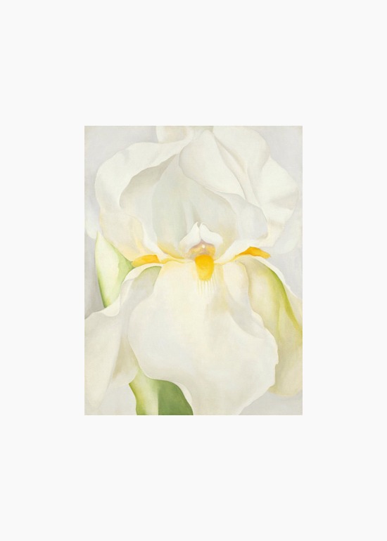 White Iris n°7